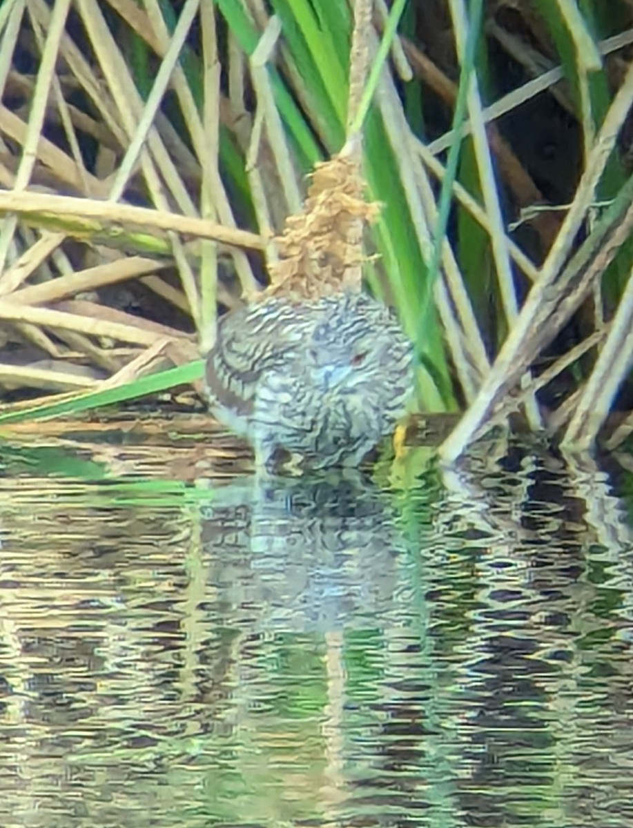 Black-crowned Night Heron - ML620225556