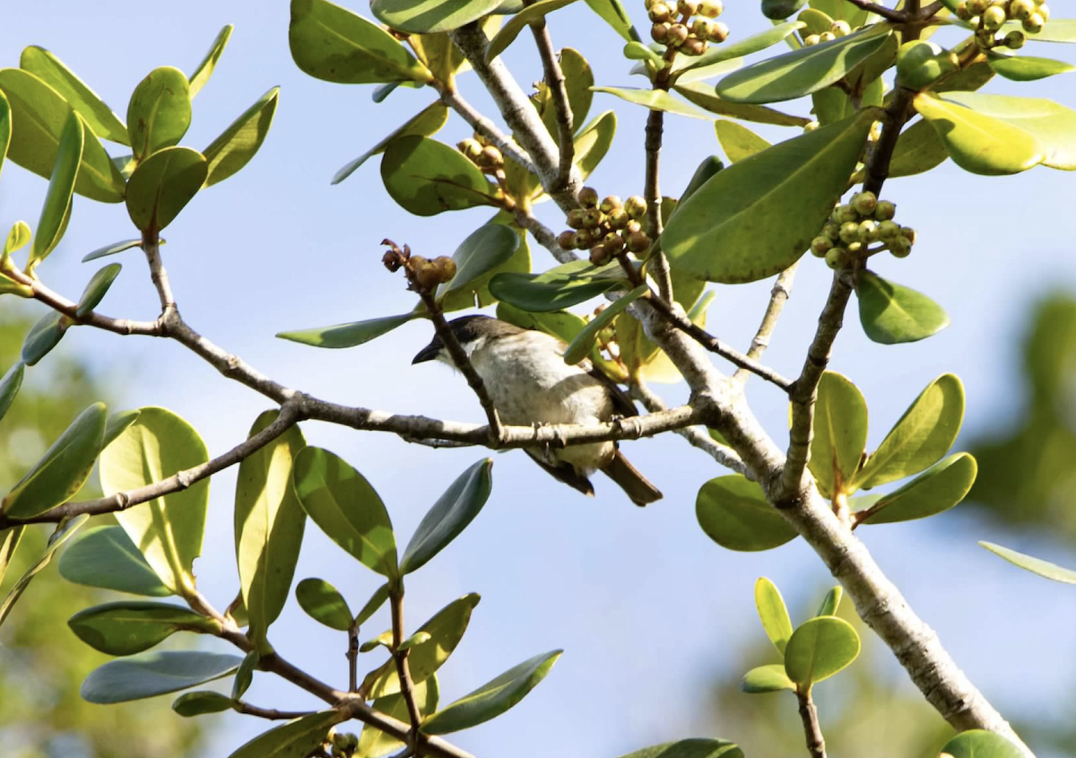 Puerto Rican Tanager - ML620225563