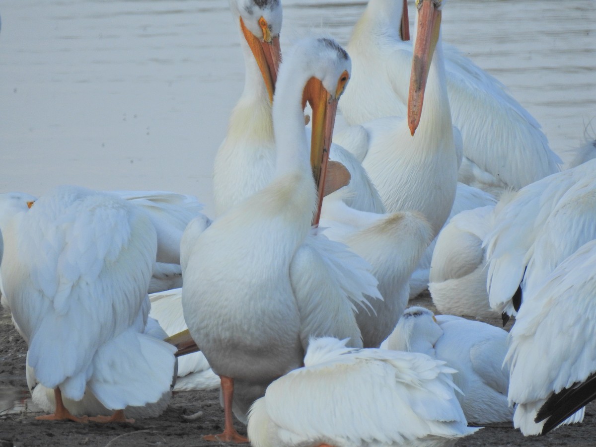 American White Pelican - ML620225567