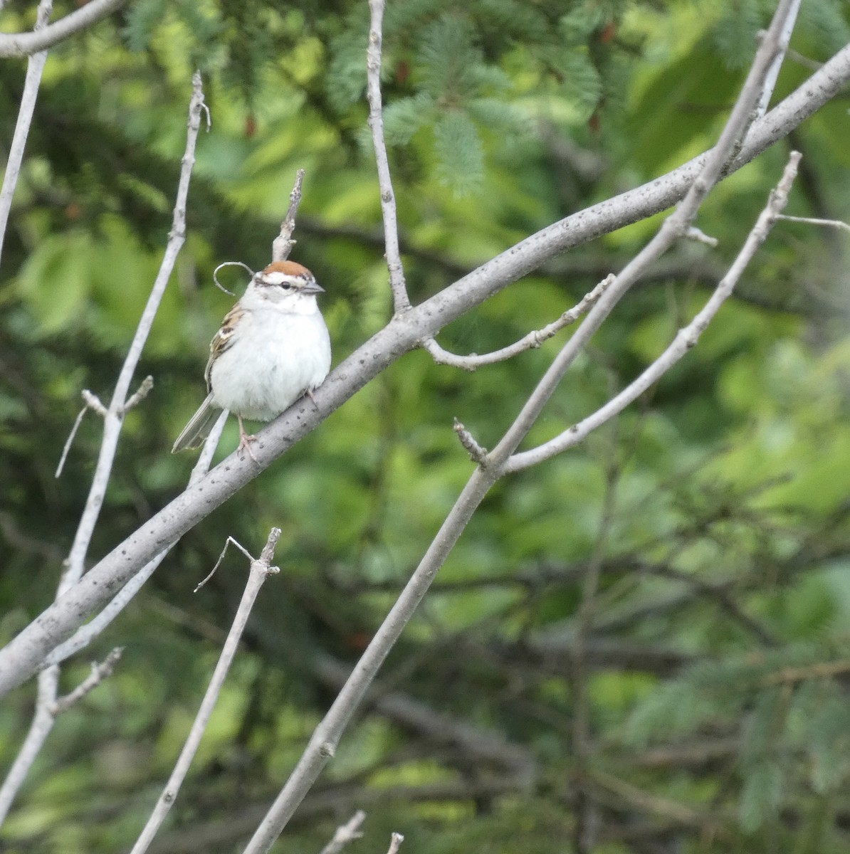 Chipping Sparrow - ML620225568
