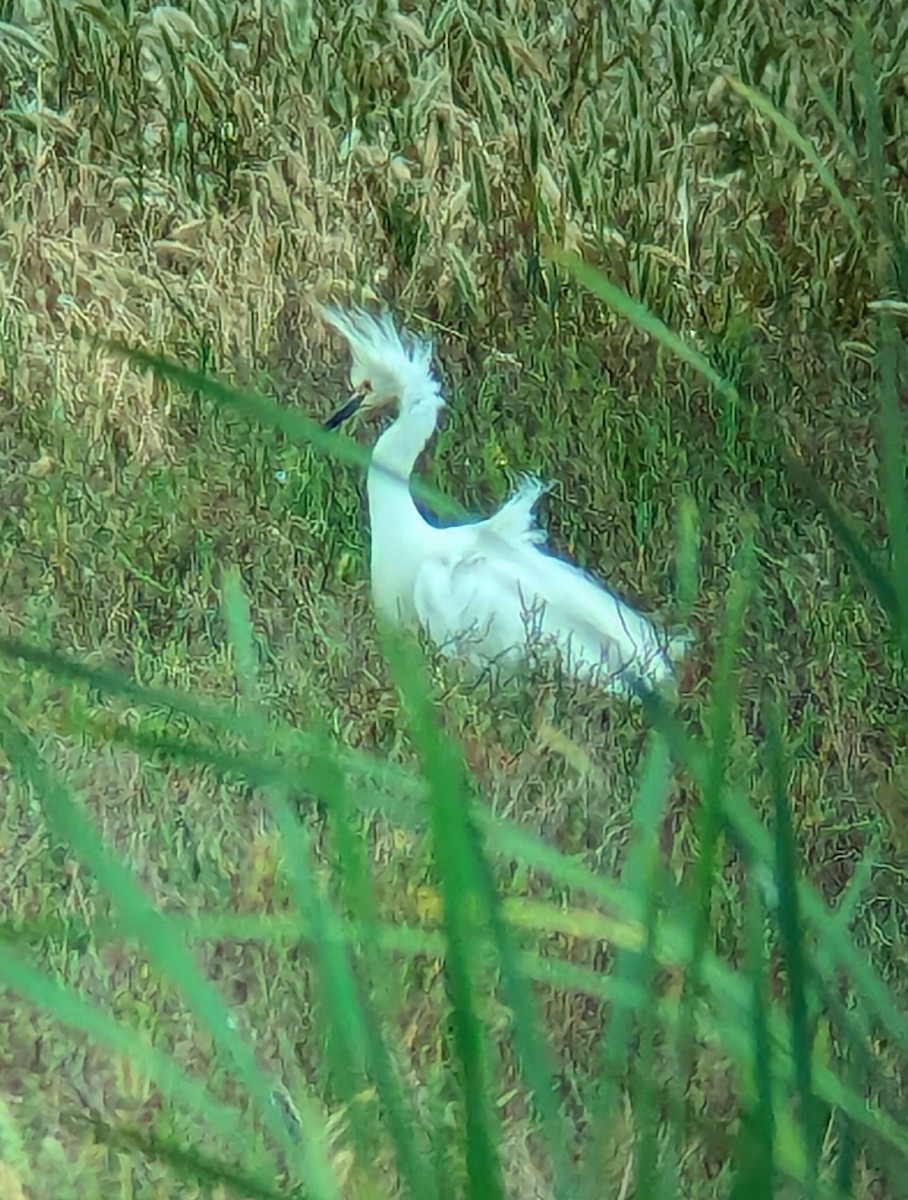 Snowy Egret - ML620225569