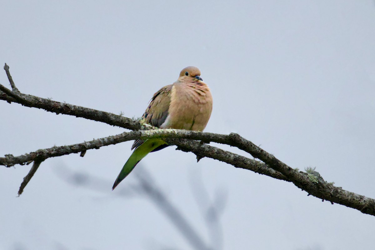 Mourning Dove - ML620225570