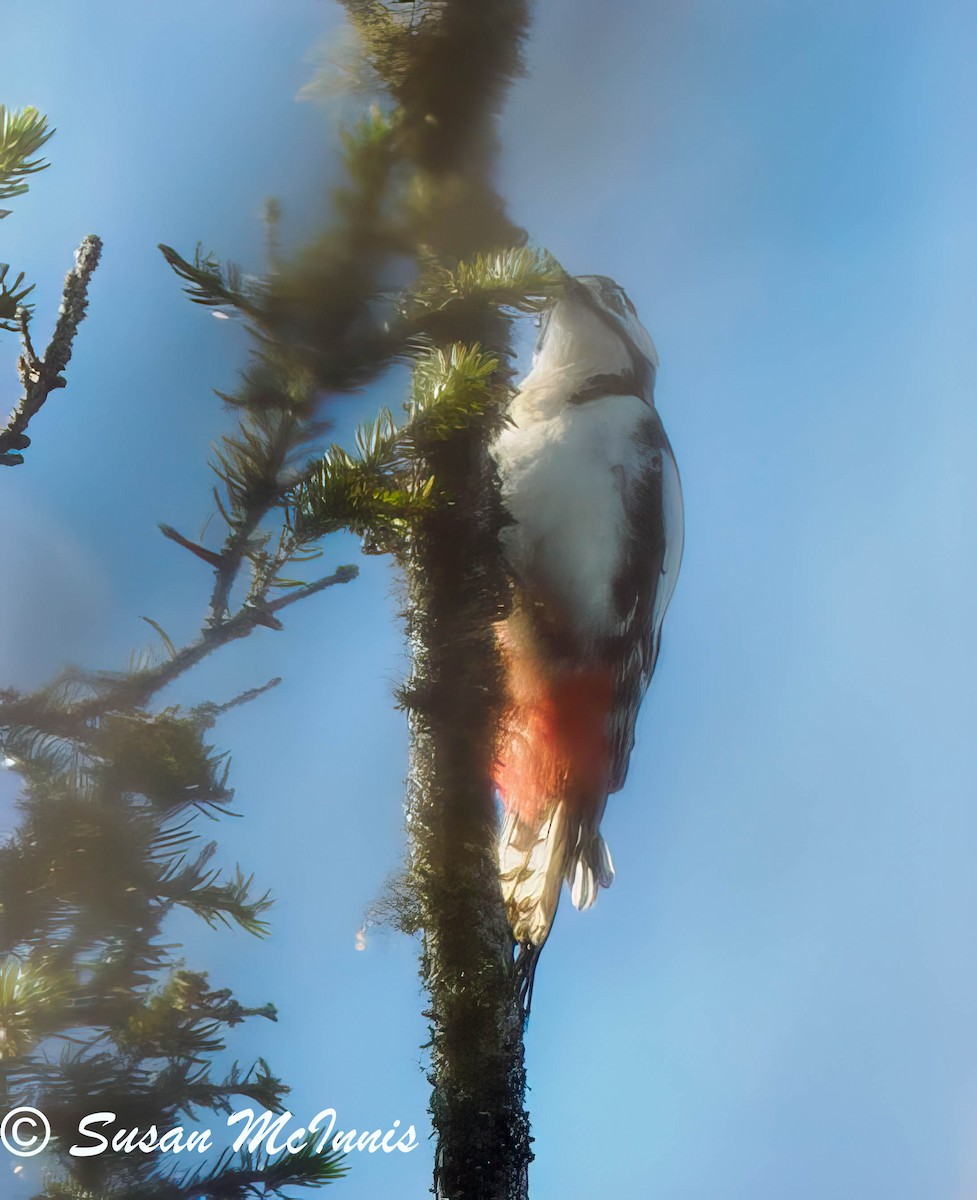Great Spotted Woodpecker - ML620225575