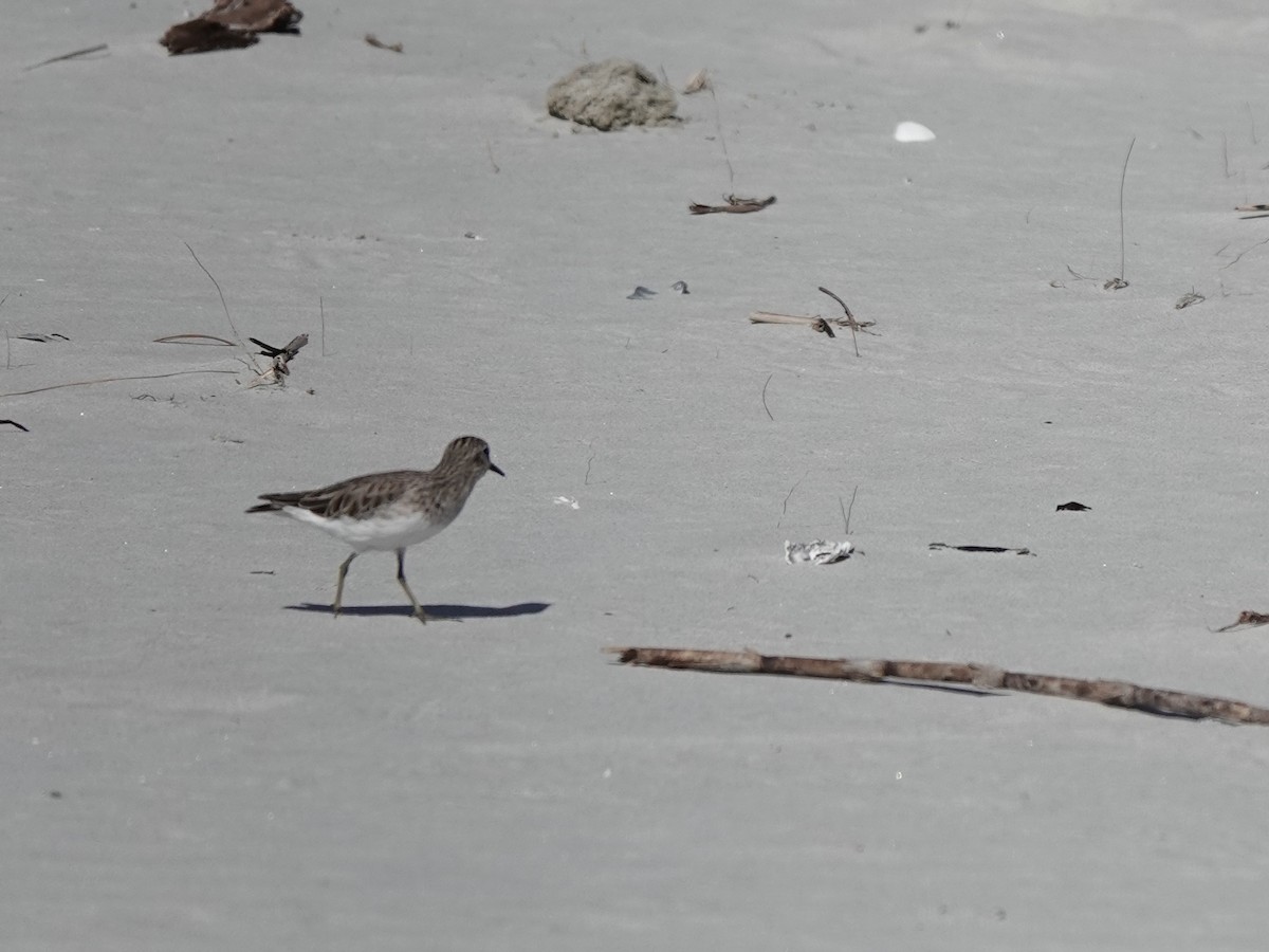 Least Sandpiper - ML620225578