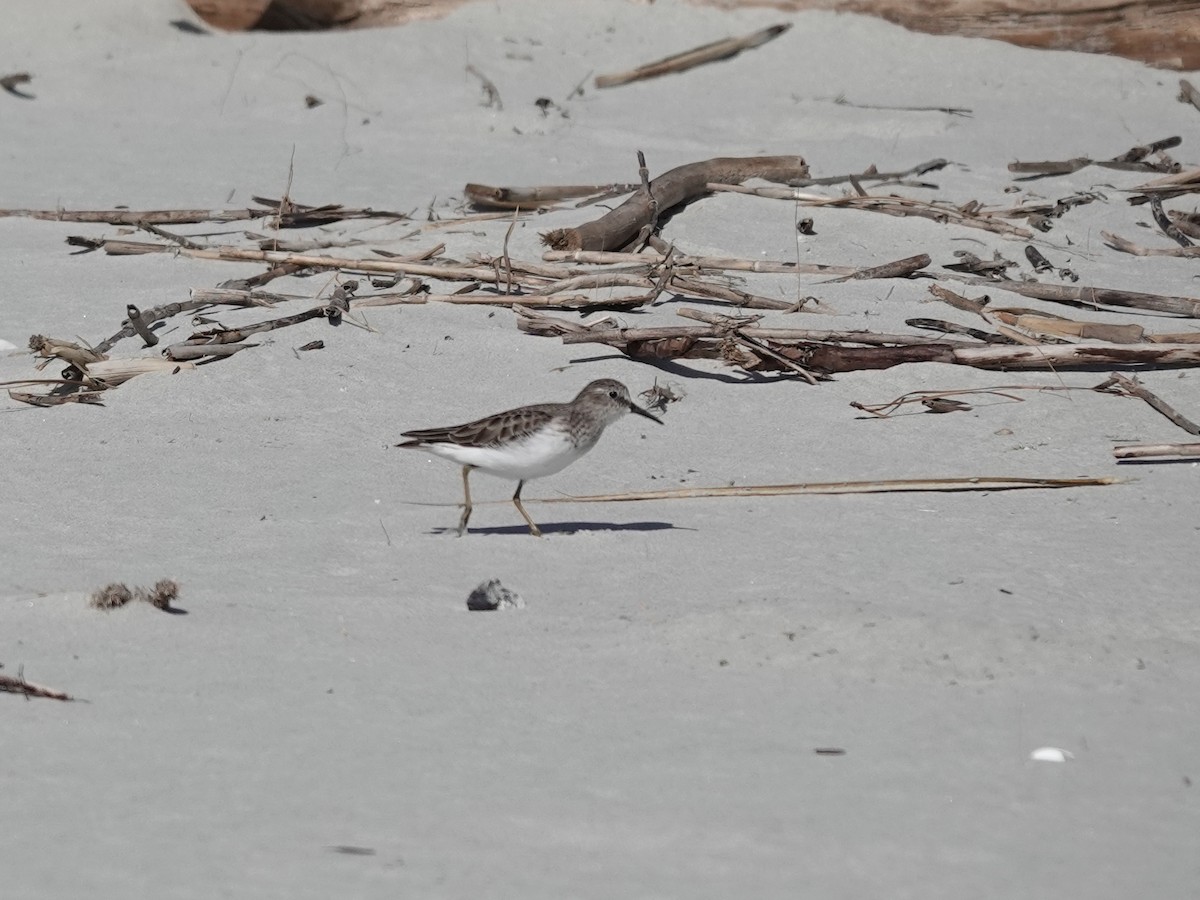 Least Sandpiper - Charlie Spencer