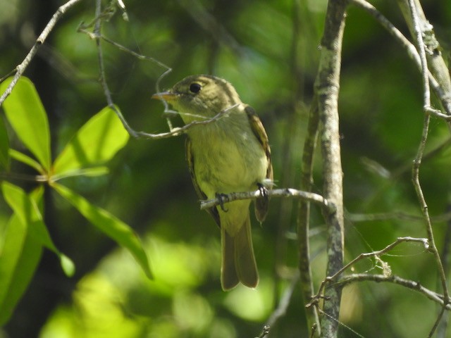 Acadian Flycatcher - ML620225580