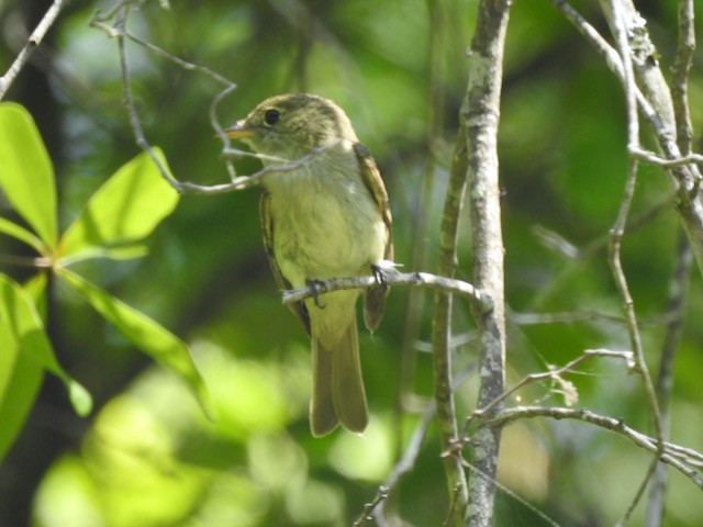 Acadian Flycatcher - ML620225581