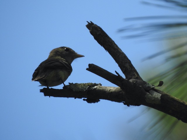 Acadian Flycatcher - ML620225582