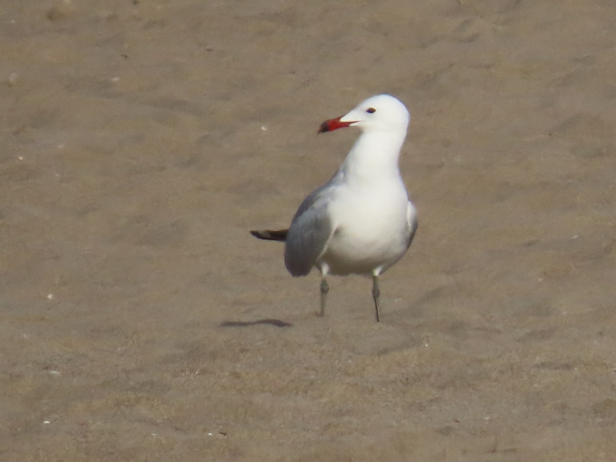 Audouin's Gull - ML620225603