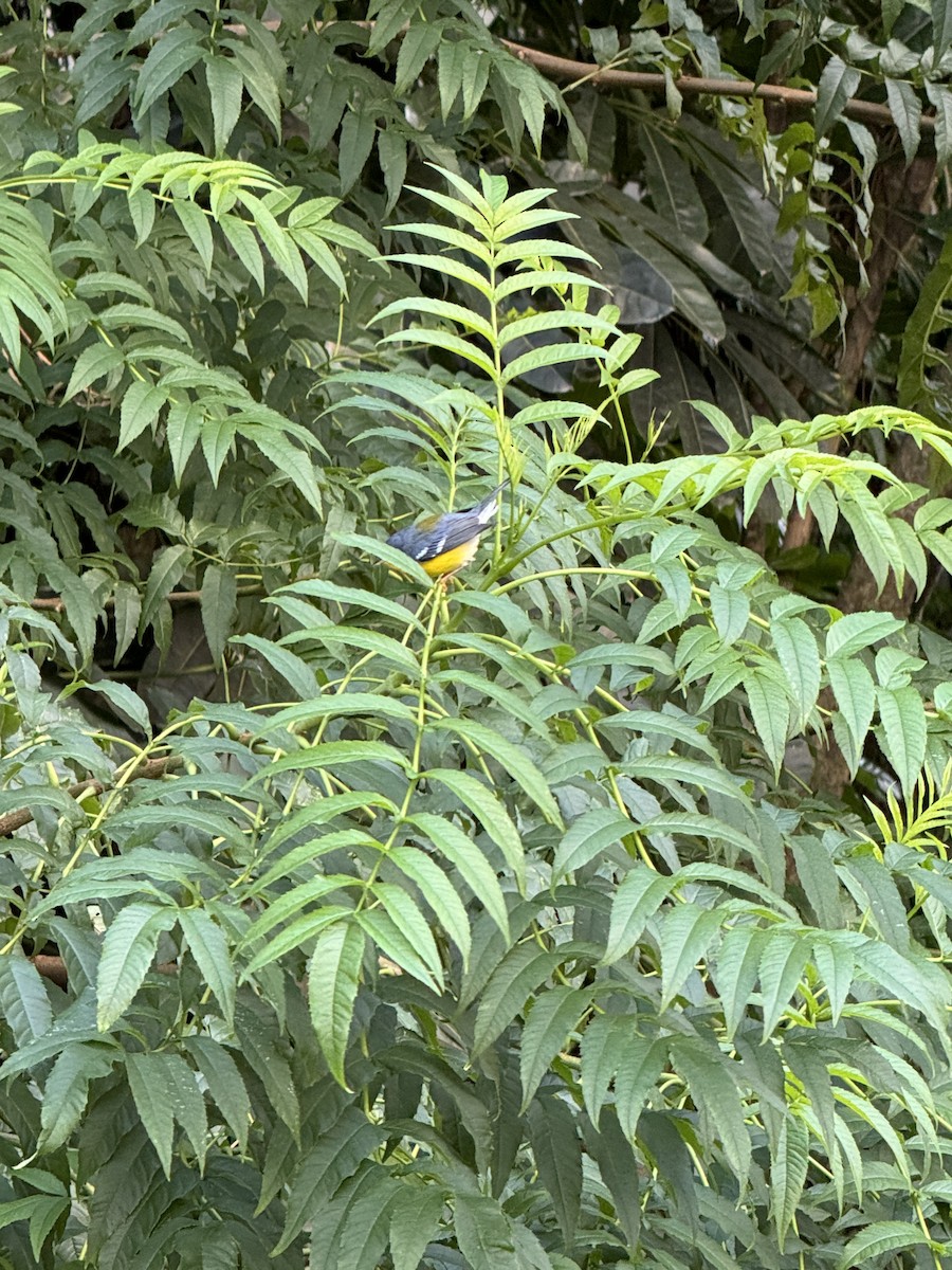 Tropical Parula - ML620225614