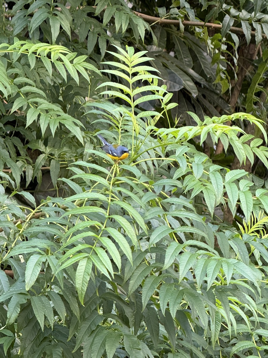 Tropical Parula - ML620225615