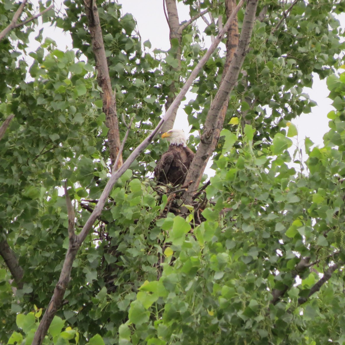 Weißkopf-Seeadler - ML620225667