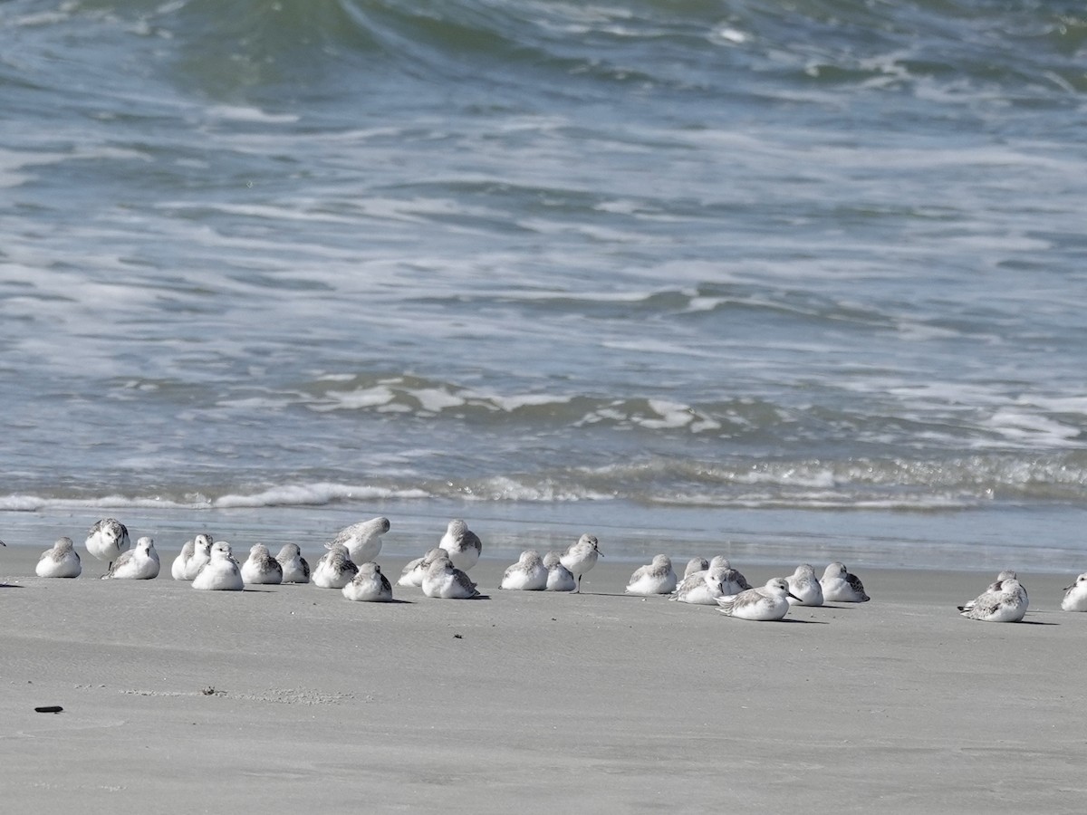 Bécasseau sanderling - ML620225671