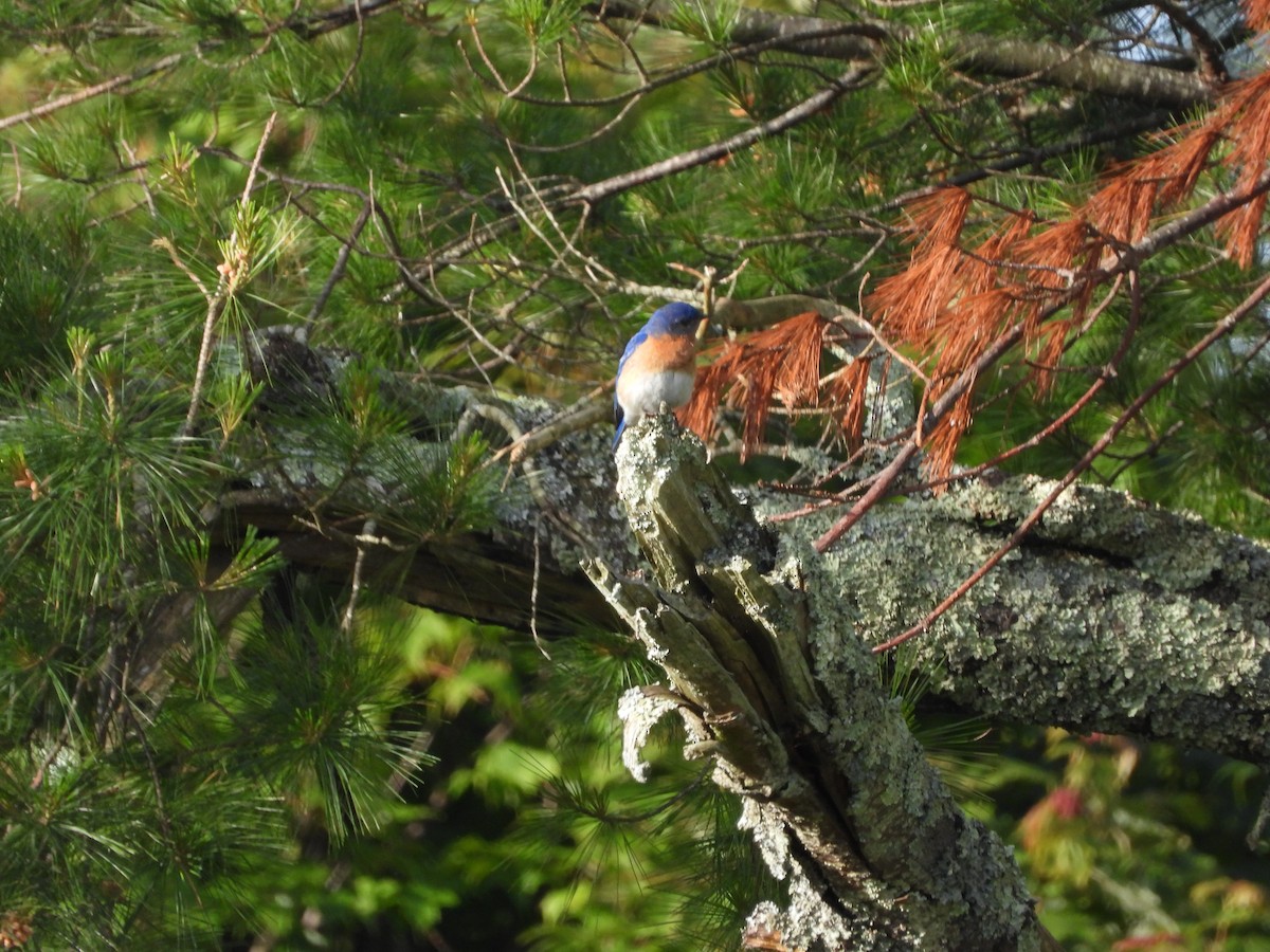 Eastern Bluebird - ML620225676