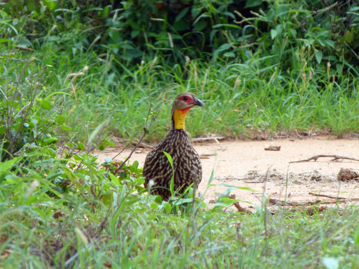 Yellow-necked Spurfowl - ML620225677