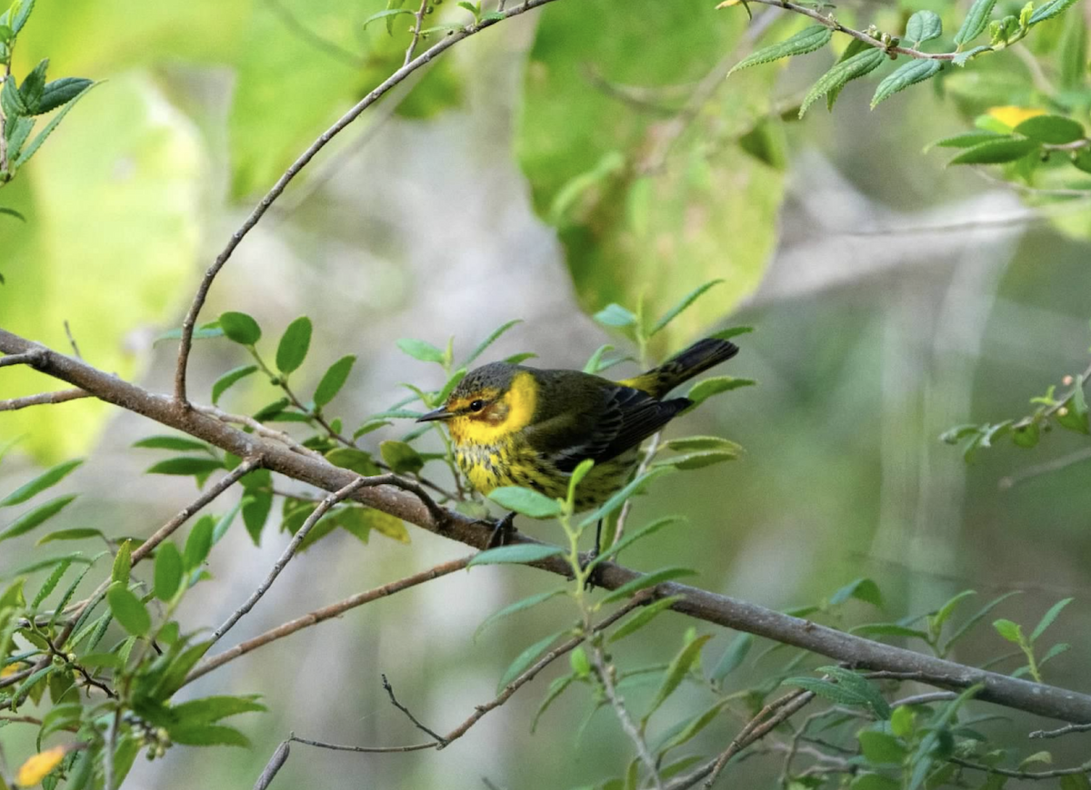 Cape May Warbler - ML620225678