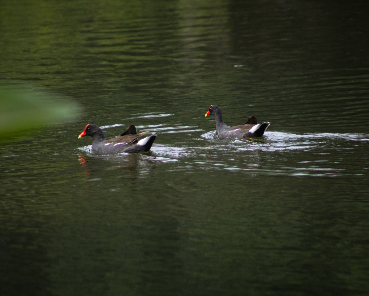 Common Gallinule - ML620225682