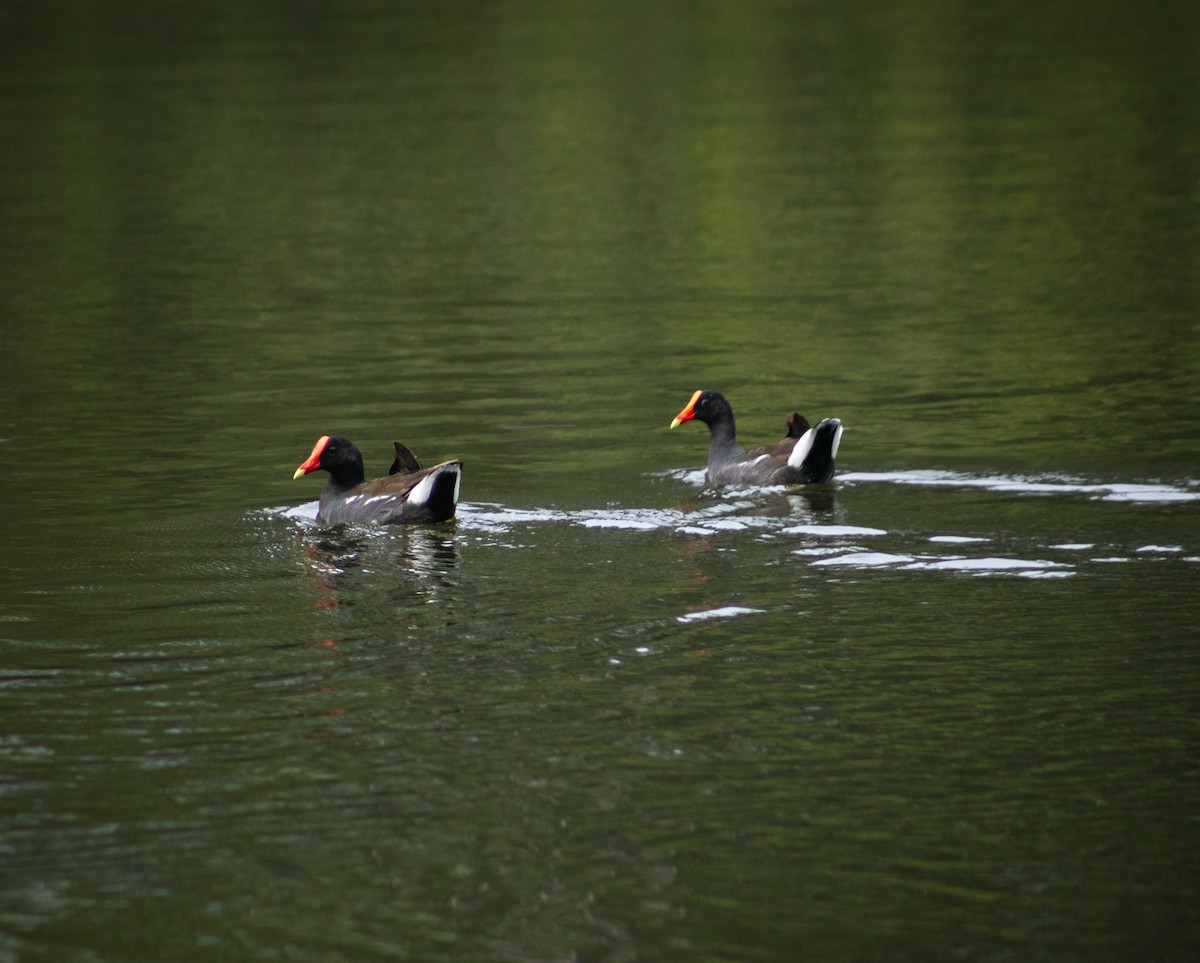 Common Gallinule - ML620225683