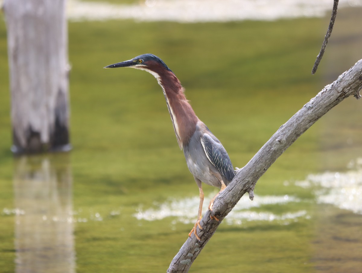 Green Heron - ML620225685