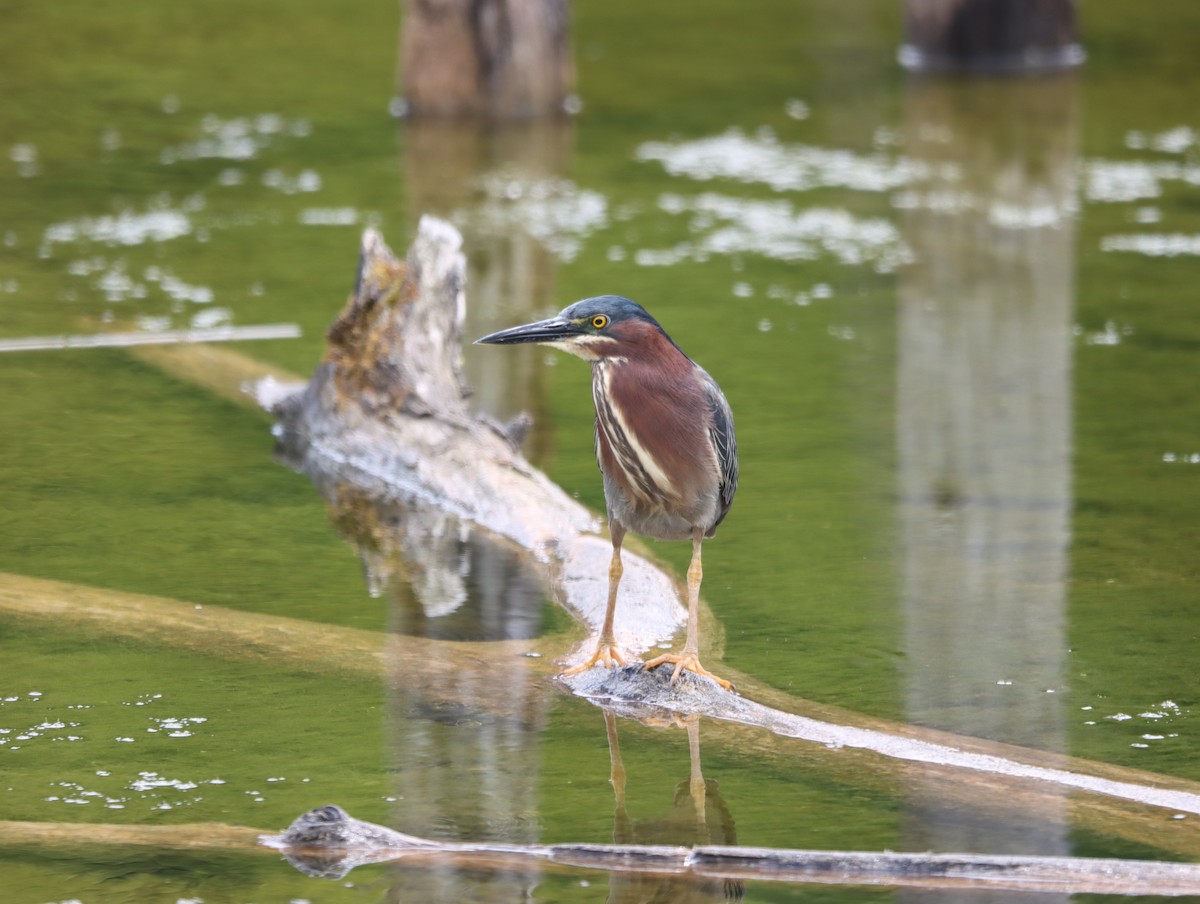 Green Heron - ML620225688