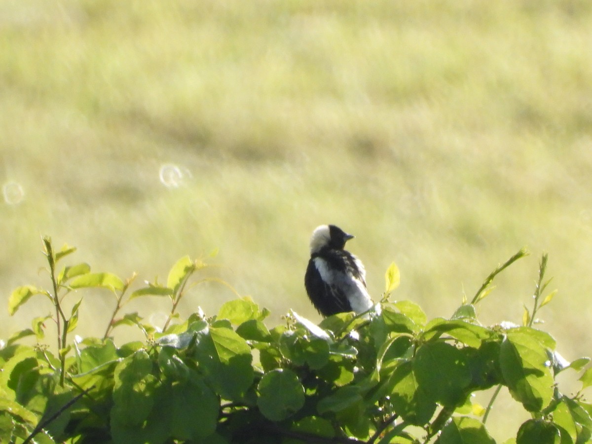 Bobolink - ML620225698