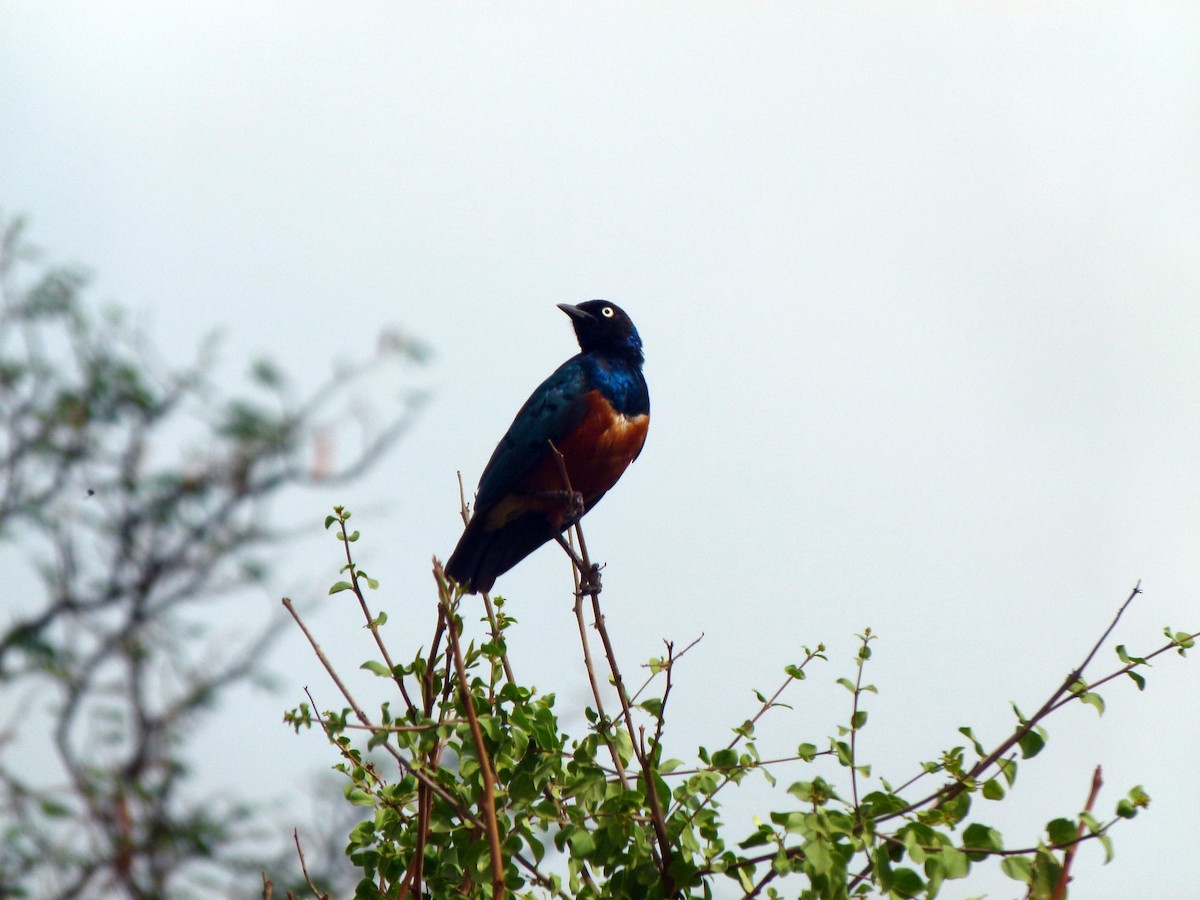 Superb Starling - ML620225700