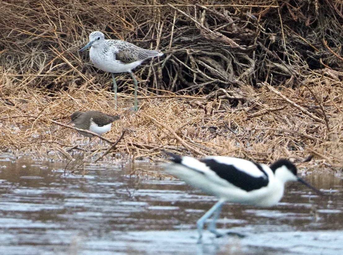 Pied Avocet - ML620225706