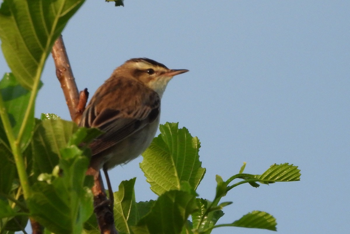 Sedge Warbler - ML620225711