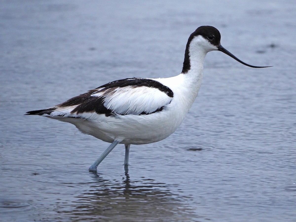 Pied Avocet - ML620225713