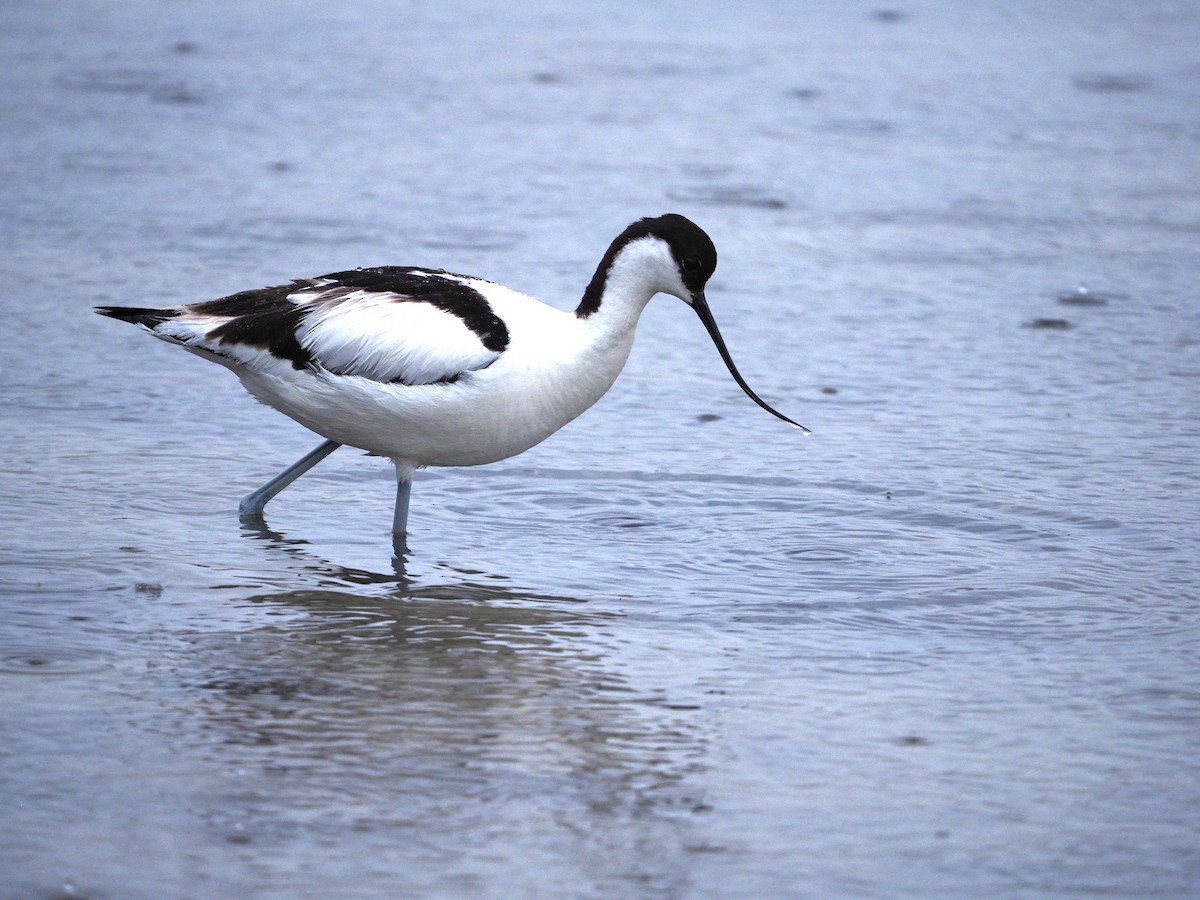 Pied Avocet - ML620225715