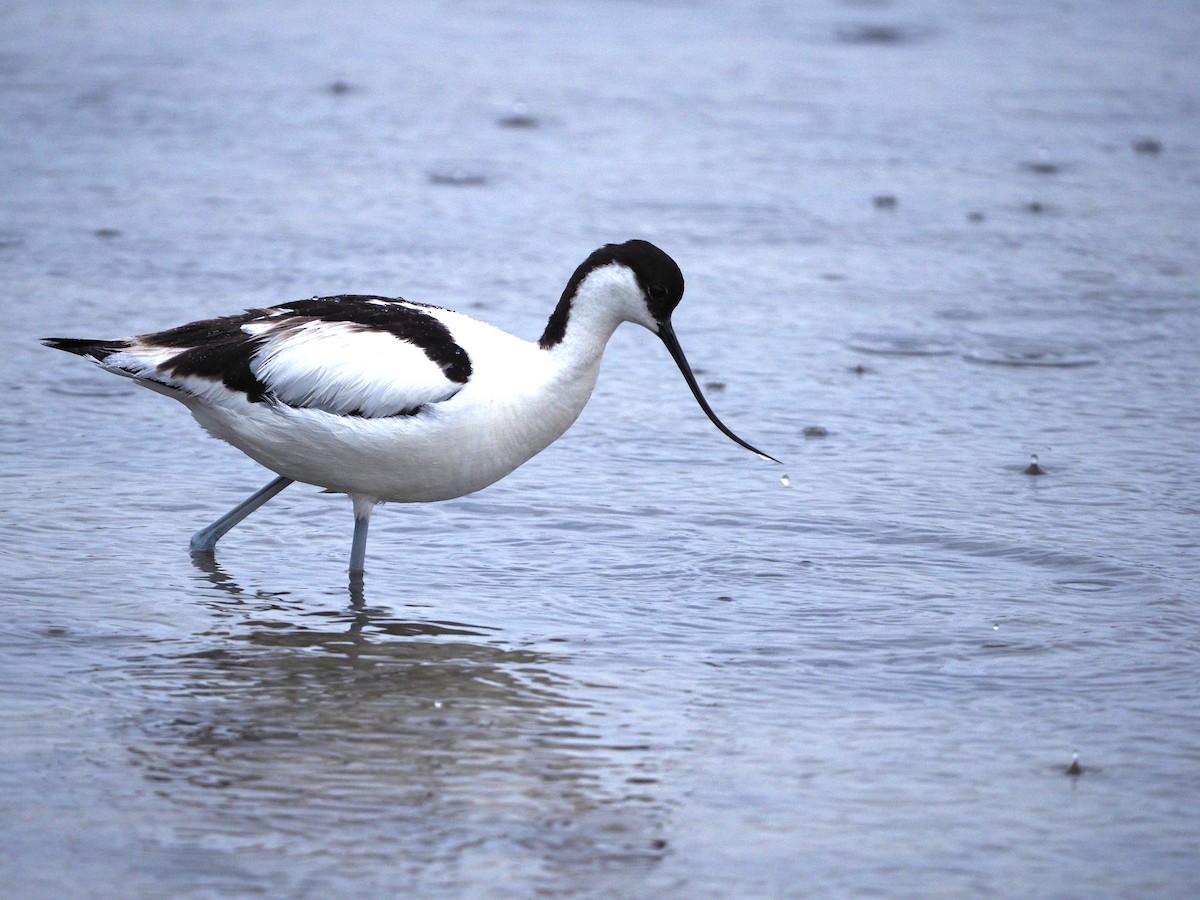 Pied Avocet - ML620225716