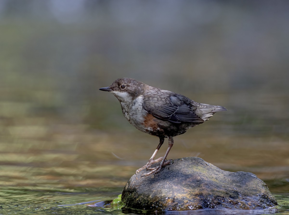 White-throated Dipper - ML620225725