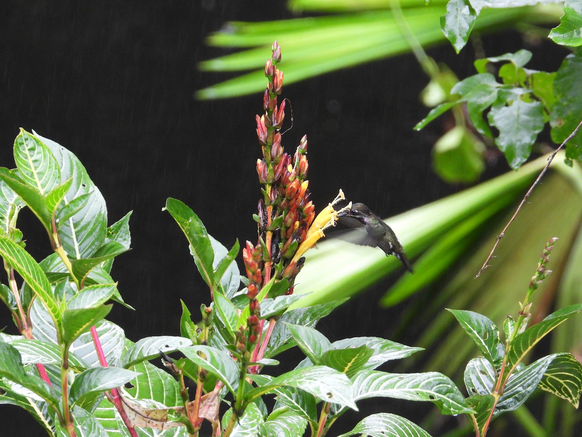 Long-billed Starthroat - ML620225734