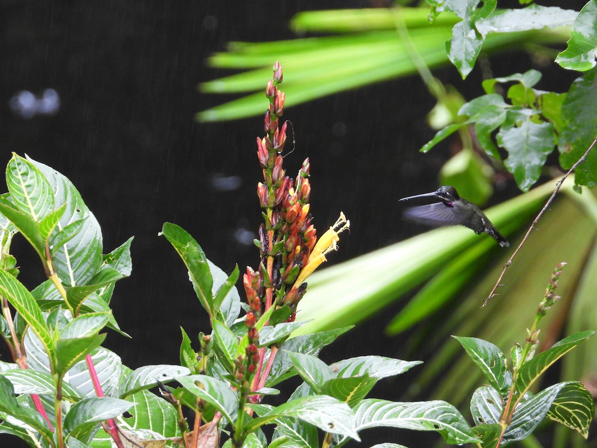 Long-billed Starthroat - ML620225736