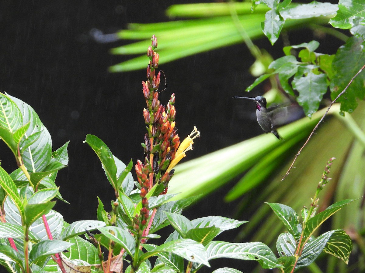 Long-billed Starthroat - ML620225740