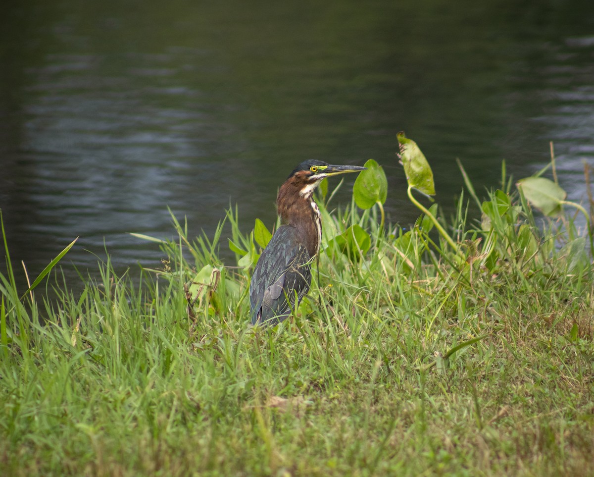 Green Heron - ML620225746