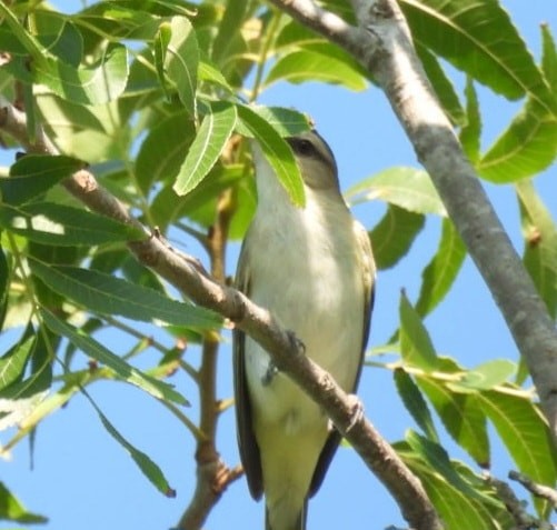 Black-whiskered Vireo - Melissa Shaddock