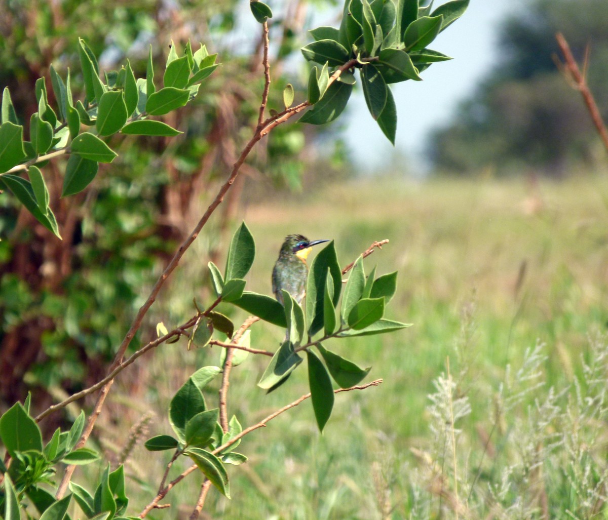 Little Bee-eater - ML620225750