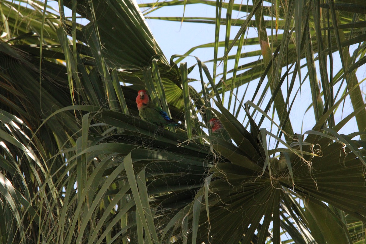 Rosy-faced Lovebird - ML620225755