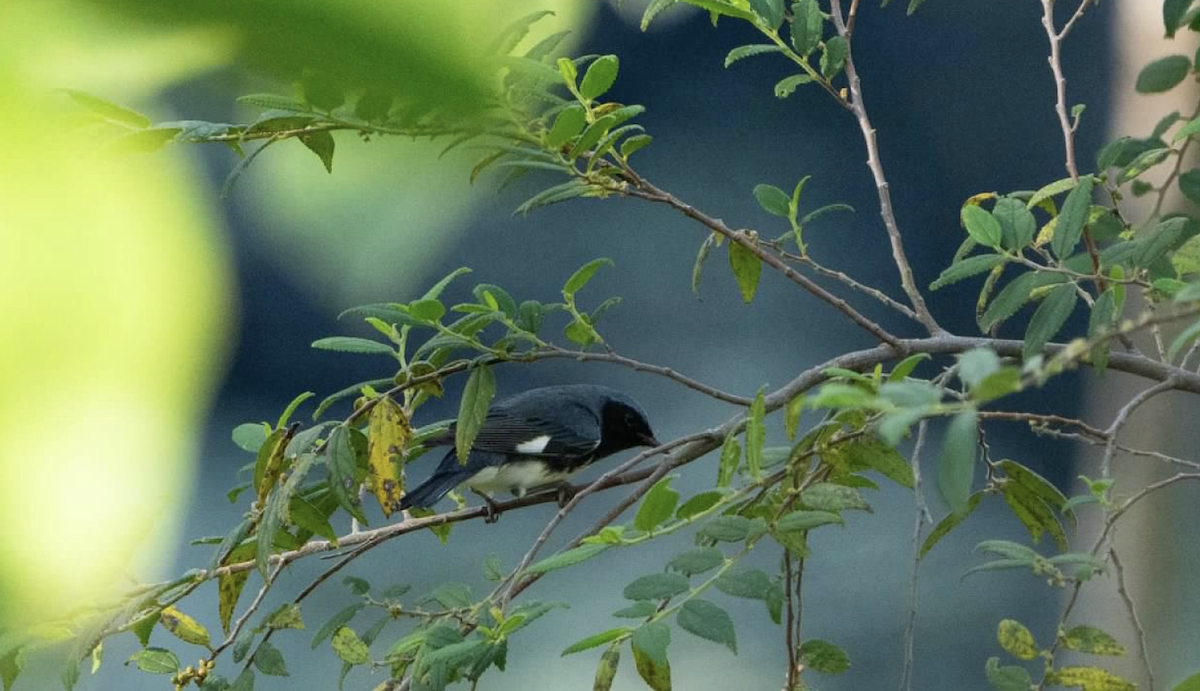 Black-throated Blue Warbler - ML620225767