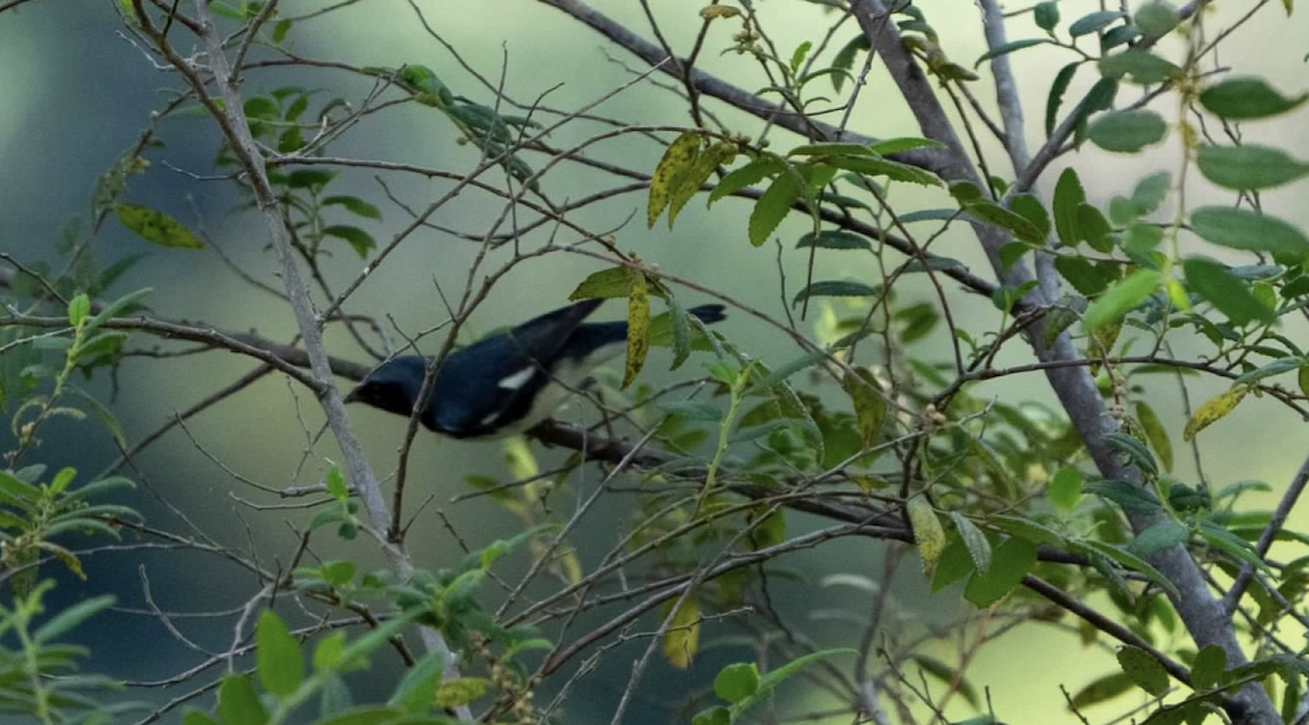Black-throated Blue Warbler - ML620225770
