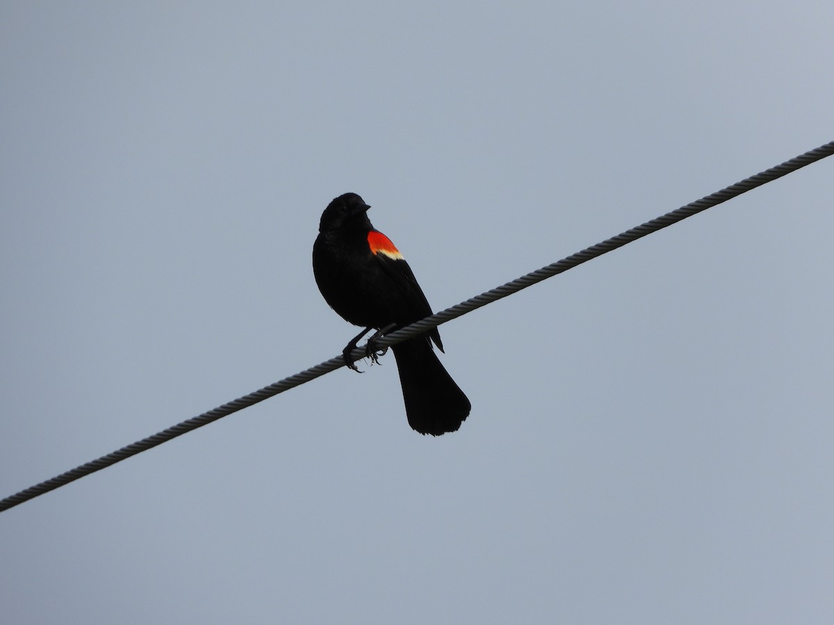 Red-winged Blackbird - ML620225776