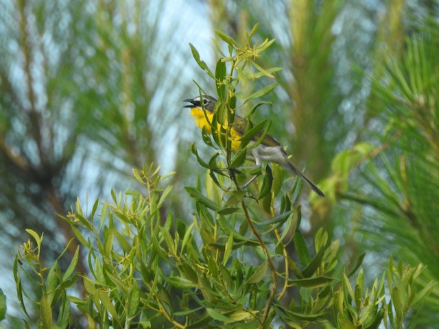 Yellow-breasted Chat - ML620225779
