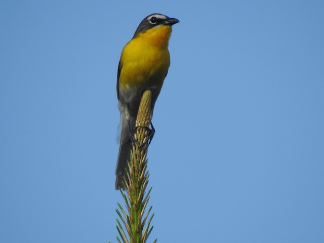 Yellow-breasted Chat - ML620225780