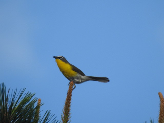 Yellow-breasted Chat - ML620225781