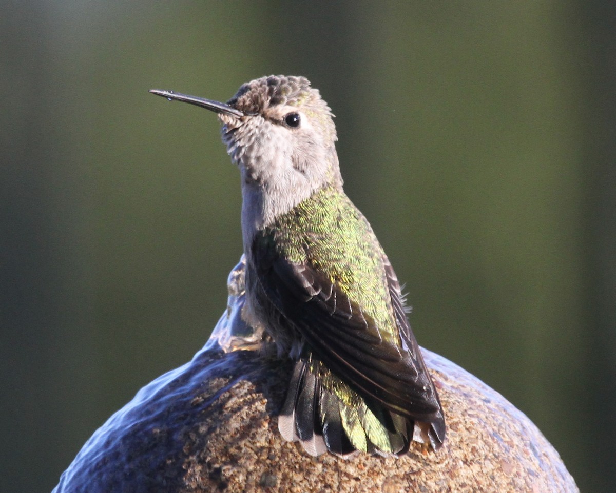 hummingbird sp. - ML620225784