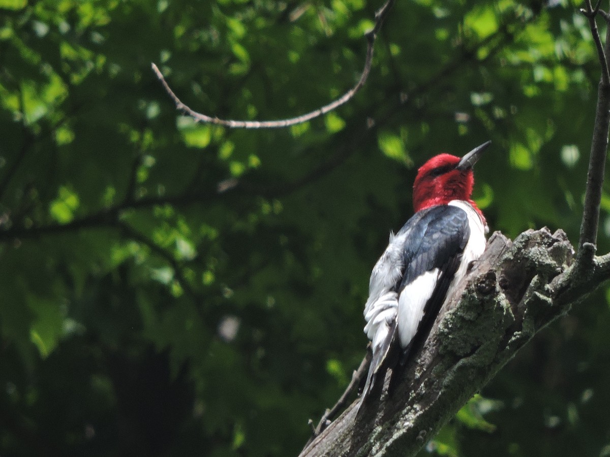 Red-headed Woodpecker - ML620225793