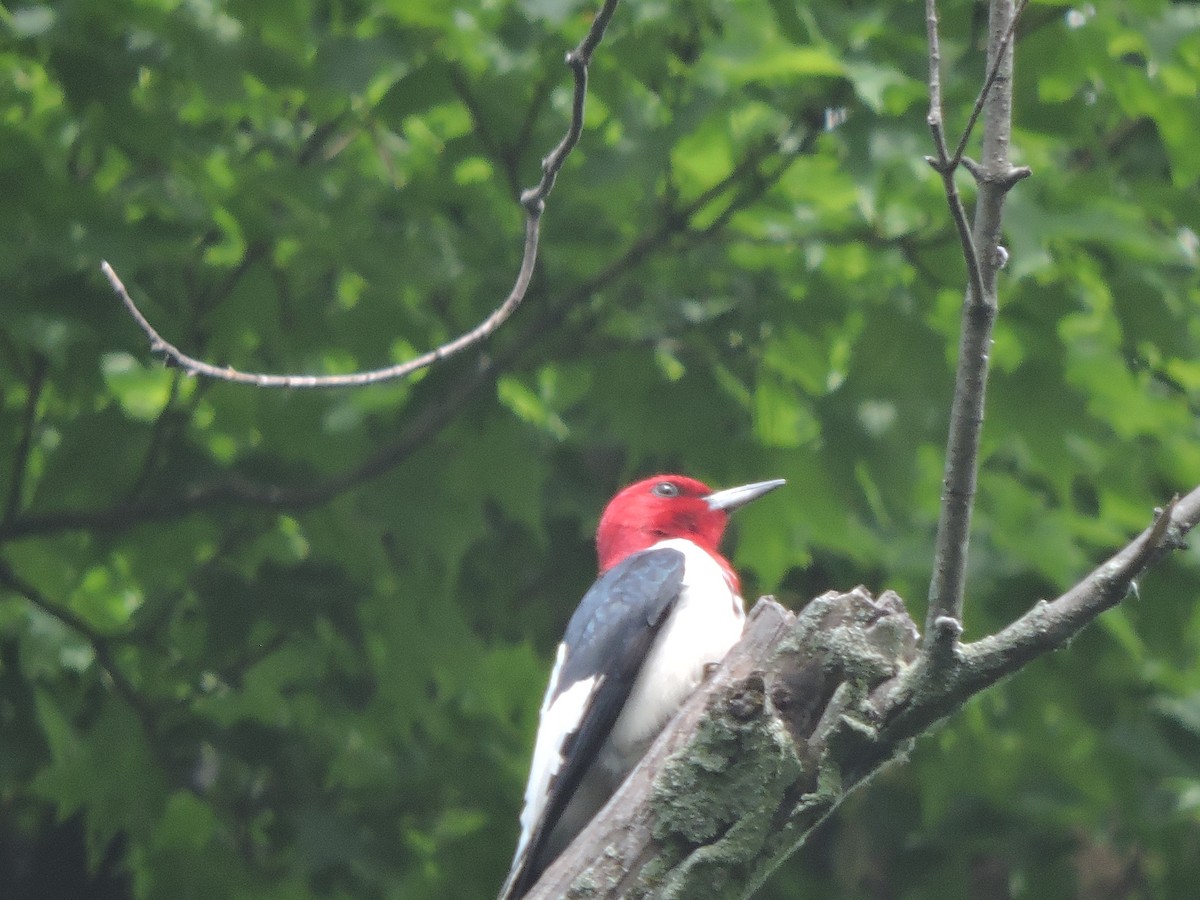 Red-headed Woodpecker - ML620225794