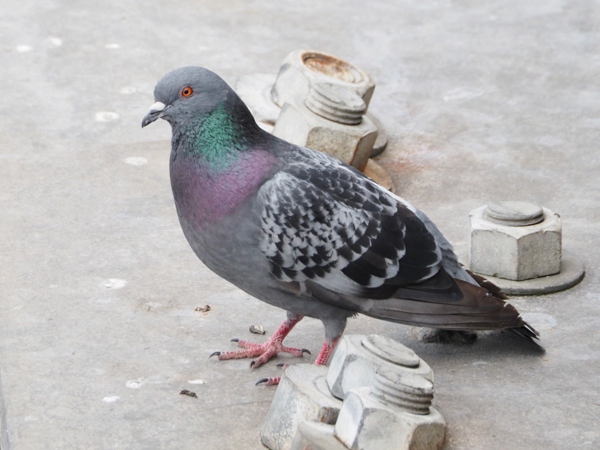Rock Pigeon (Feral Pigeon) - ML620225838