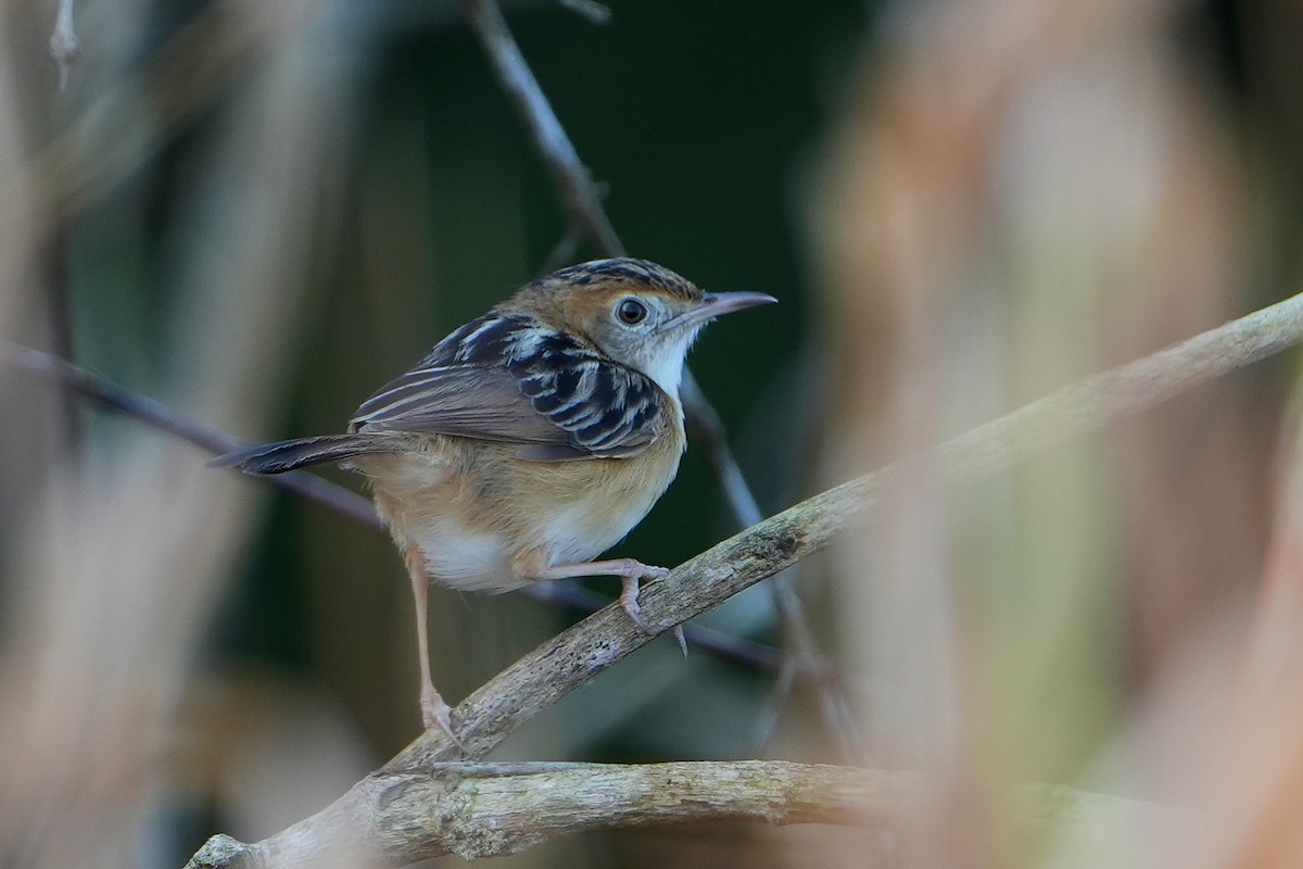 Golden-headed Cisticola - ML620225855